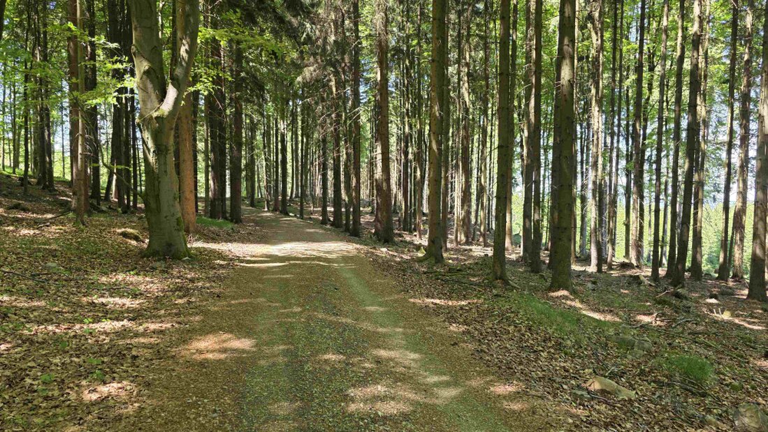 Lesní cesta